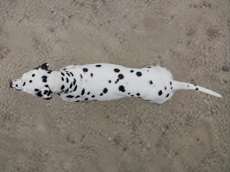 Dalmatian — top