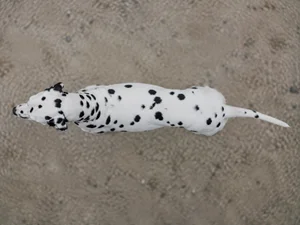Dalmatian — top