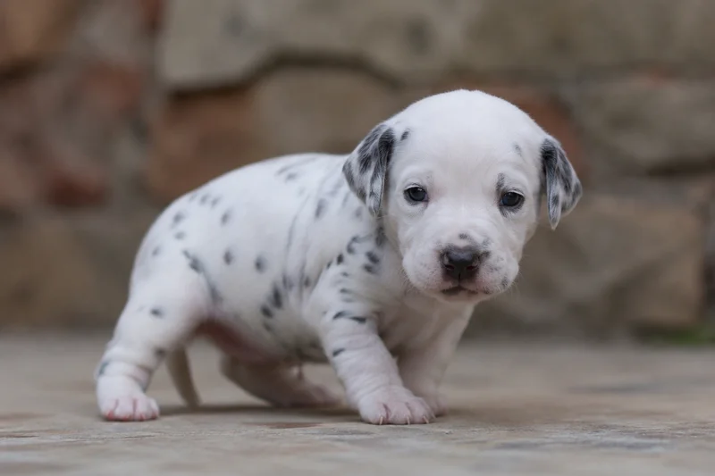 Dalmatian — young puppy (~1 mo)