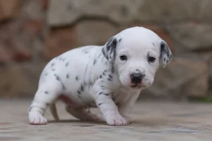 Dalmatian — young puppy (~1 mo)