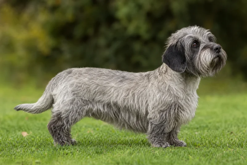 Dandie Dinmont Terrier — adult