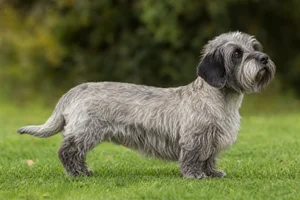 Dandie Dinmont Terrier — adult