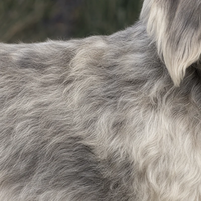 Dandie Dinmont Terrier — coat texture