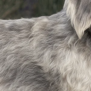 Dandie Dinmont Terrier — coat texture