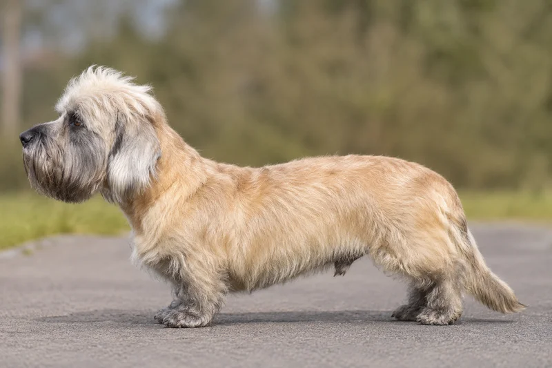 Dandie Dinmont Terrier — Mustard coat