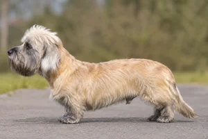 Dandie Dinmont Terrier — Mustard coat