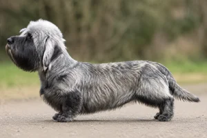 Dandie Dinmont Terrier — Pepper coat