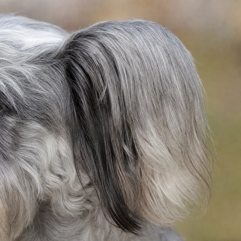 Dandie Dinmont Terrier — ears