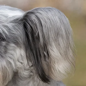 Dandie Dinmont Terrier — ears
