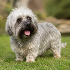 Dandie Dinmont Terrier — happy