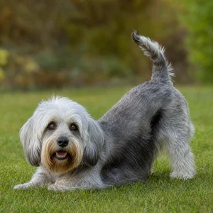 Dandie Dinmont Terrier — playful