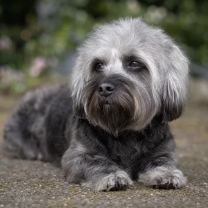Dandie Dinmont Terrier — relaxed
