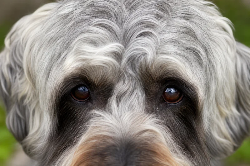 Dandie Dinmont Terrier — eyes