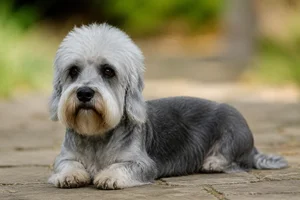 Dandie Dinmont Terrier — lying down