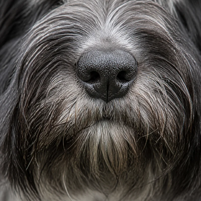 Dandie Dinmont Terrier — nose