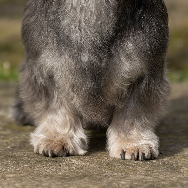 Dandie Dinmont Terrier — paws