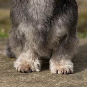 Dandie Dinmont Terrier — paws