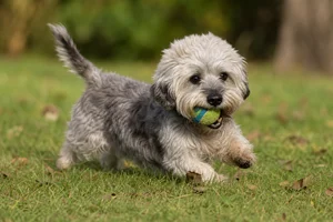 Dandie Dinmont Terrier — playing