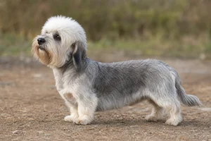 Dandie Dinmont Terrier dog