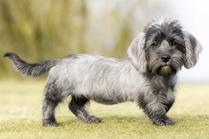 Dandie Dinmont Terrier — puppy (~4 mo)