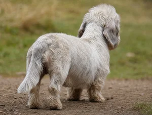 Dandie Dinmont Terrier — rear