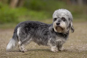 Dandie Dinmont Terrier — senior