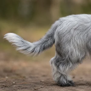 Dandie Dinmont Terrier — tail