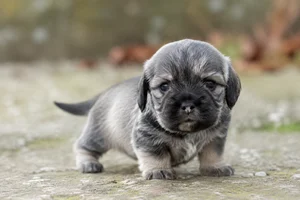 Dandie Dinmont Terrier — young puppy (~1 mo)