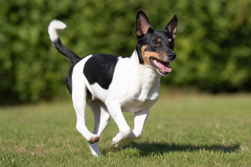 Danish-Swedish Farmdog — running