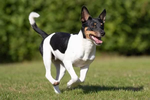 Danish-Swedish Farmdog — running