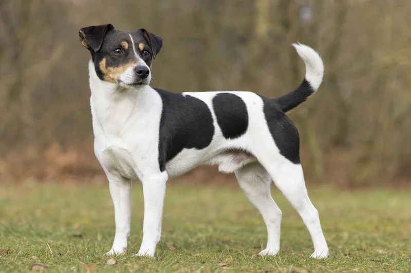 Danish-Swedish Farmdog — adult