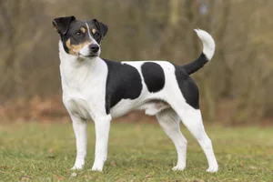 Danish-Swedish Farmdog — adult