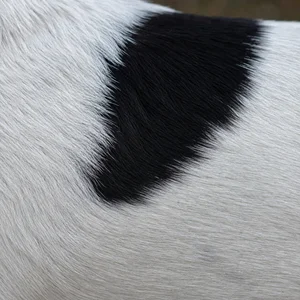Danish-Swedish Farmdog — coat texture
