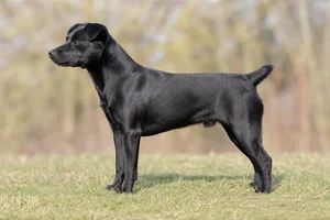 Danish-Swedish Farmdog — Solid Black coat