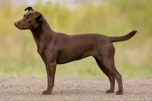 Danish-Swedish Farmdog — Solid Brown coat