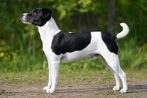 Danish-Swedish Farmdog — White & Black coat