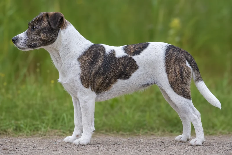Danish-Swedish Farmdog — White & Brindle coat