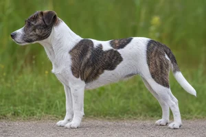 Danish-Swedish Farmdog — White & Brindle coat