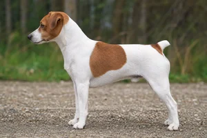Danish-Swedish Farmdog — White & Brown coat