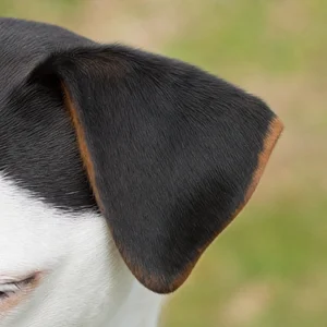 Danish-Swedish Farmdog — ears