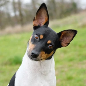 Danish-Swedish Farmdog — alert