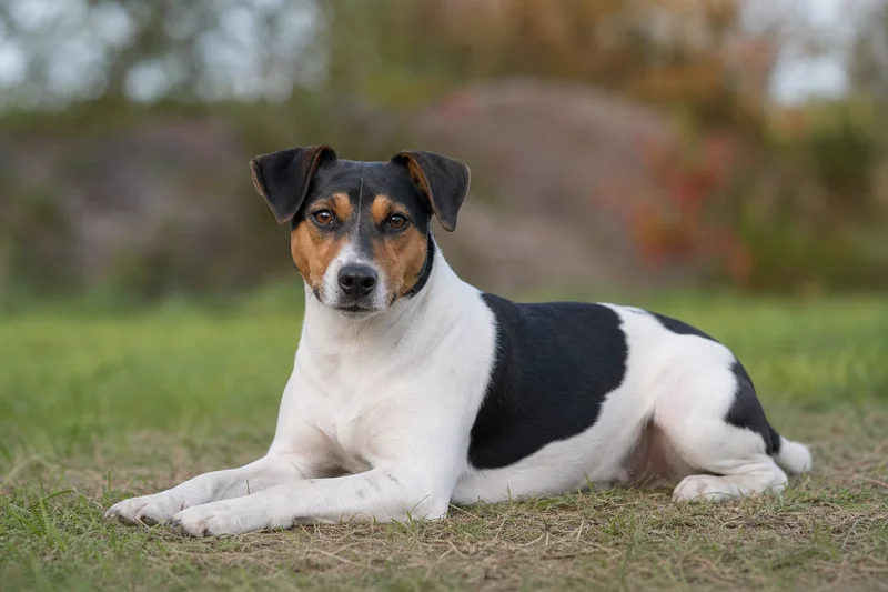 Danish-Swedish Farmdog — lying down