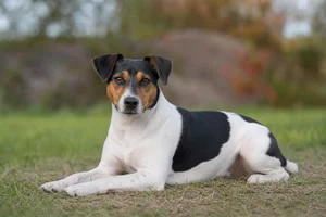 Danish-Swedish Farmdog — lying down