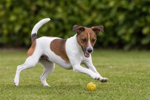 Danish-Swedish Farmdog — playing