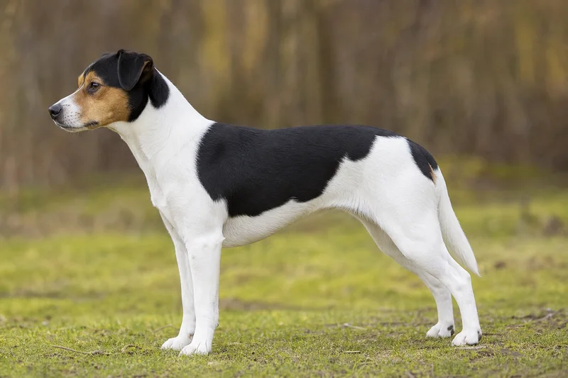 Danish-Swedish Farmdog — side