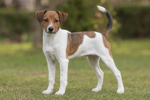 Danish-Swedish Farmdog — puppy (~4 mo)
