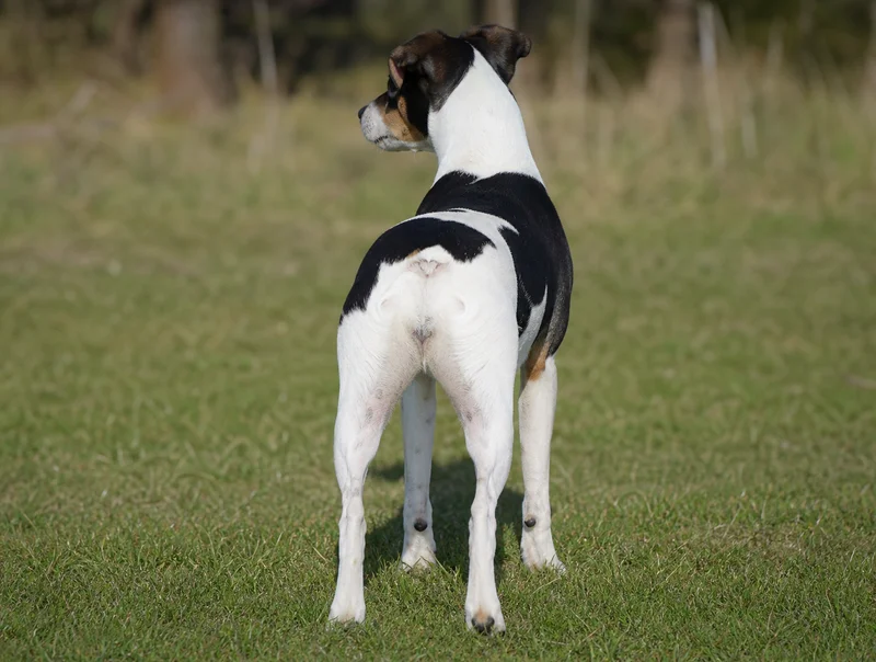 Danish-Swedish Farmdog — rear
