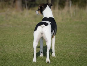 Danish-Swedish Farmdog — rear