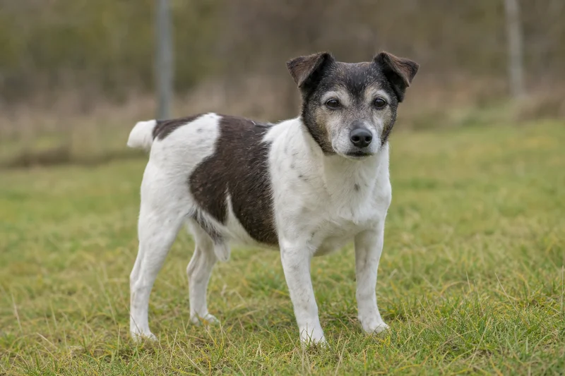 Danish-Swedish Farmdog — senior