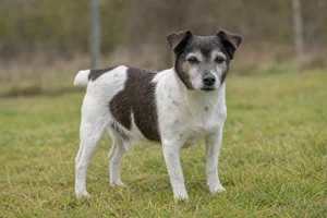 Danish-Swedish Farmdog — senior